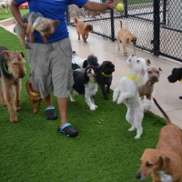 Artificial Grass Beverly, Texas Indoor Dog Park, Dogs Park