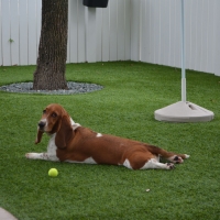 Grass Installation Prairie View, Texas Hotel For Dogs, Grass for Dogs