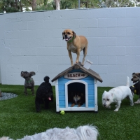 Synthetic Turf Clifton, Texas Pictures Of Dogs, Dogs Park