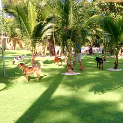 Artificial Grass Carpet Pine Island, Texas Dogs, Dogs Runs