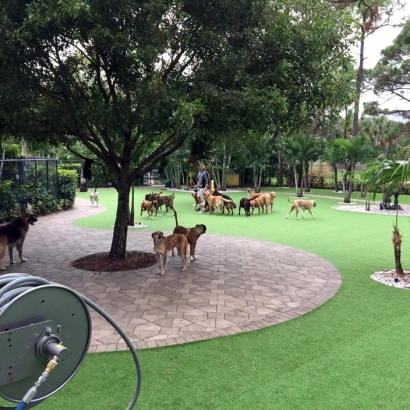 Artificial Pet Grass Golinda Texas for Dogs Commercial Landscape