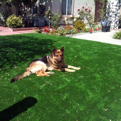 Artificial Pet Grass Schulenburg Texas Installation Dogs