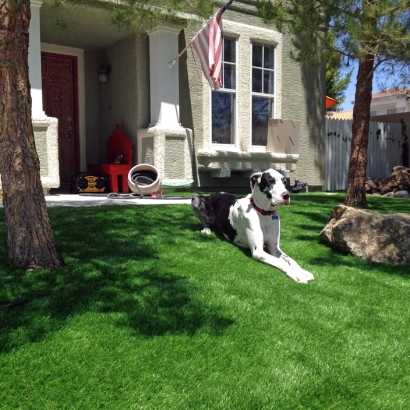 Artificial Pet Grass Smithville Texas Installation Dogs