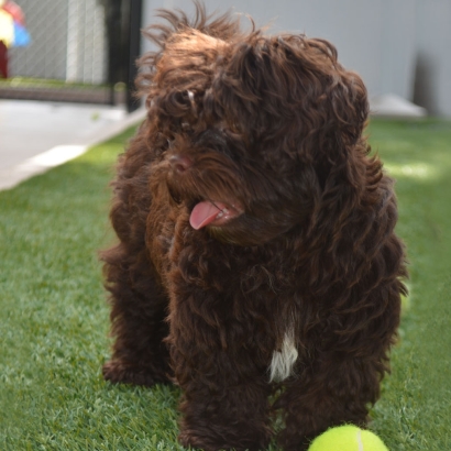 Plastic Grass Beverly Hills, Texas Dog Grass, Dog Kennels