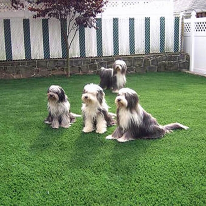 Synthetic Pet Grass Fort Hood Texas Installation Dogs Back