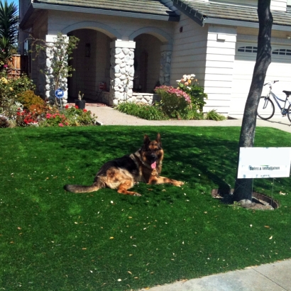 Synthetic Pet Grass Jollyville Texas Installation Dogs Front