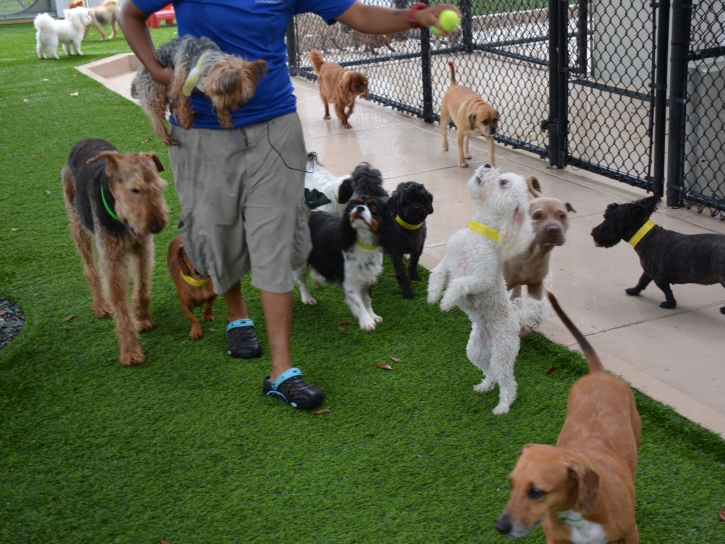 Artificial Grass Beverly, Texas Indoor Dog Park, Dogs Park