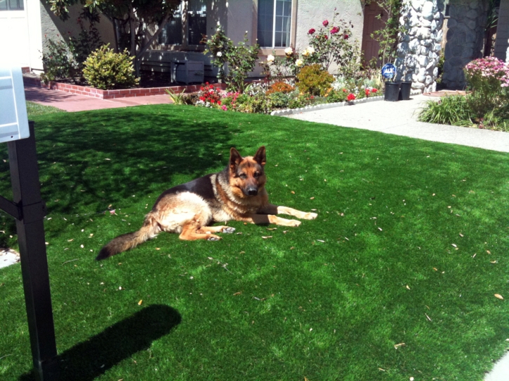 Artificial Pet Grass Schulenburg Texas Installation Dogs