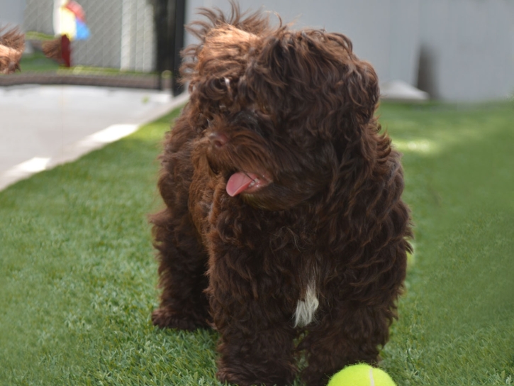 Plastic Grass Beverly Hills, Texas Dog Grass, Dog Kennels