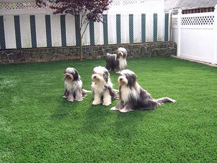 Synthetic Pet Grass Fort Hood Texas Installation Dogs Back