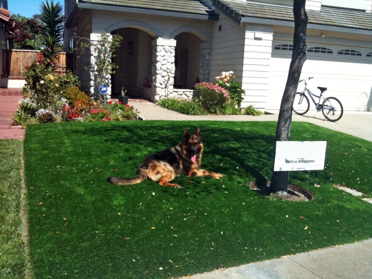 Synthetic Pet Grass Jollyville Texas Installation Dogs Front