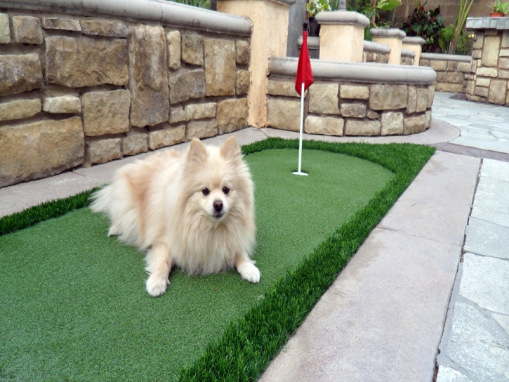 Synthetic Pet Grass Yorktown Texas for Dogs Grass for Dogs